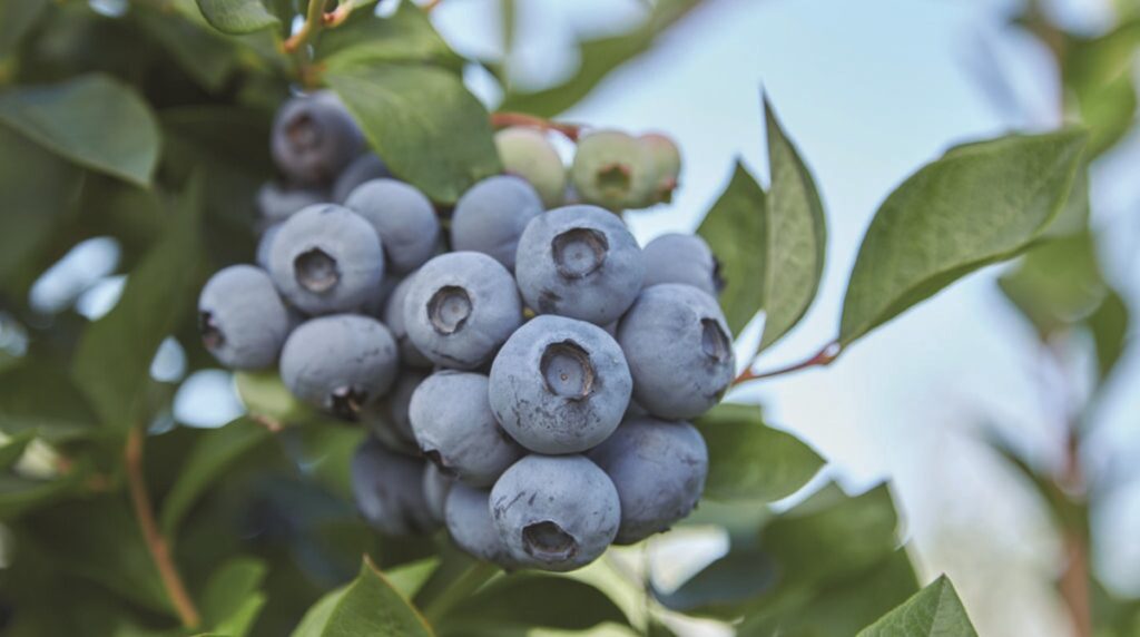 Renovación varietal 2025 de arándanos High Chill en Chile y el veloz avance del 