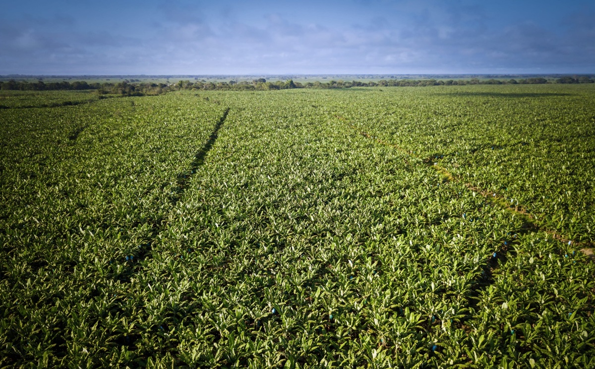 GreenLand: sostenibilidad y visión empresarial desde Urabá y Caldas 3 GreenLand: sostenibilidad y visión empresarial desde Urabá y Caldas