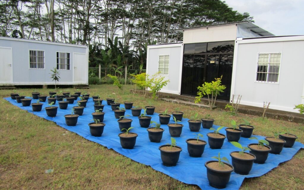 Bananas al límite: el clima y las enfermedades ponen a prueba el abastecimiento en Estados Unidos