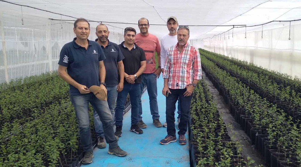 Cerezas en Argentina: Mendoza avanza en reconversión productiva material genético de alto nivel