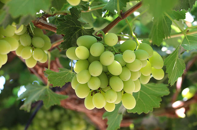 La cosecha de uva de mesa en California finaliza con una caída los inventarios de almacenamiento en frío.