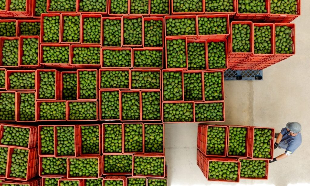 El aguacate mexicano tiene un gran futuro