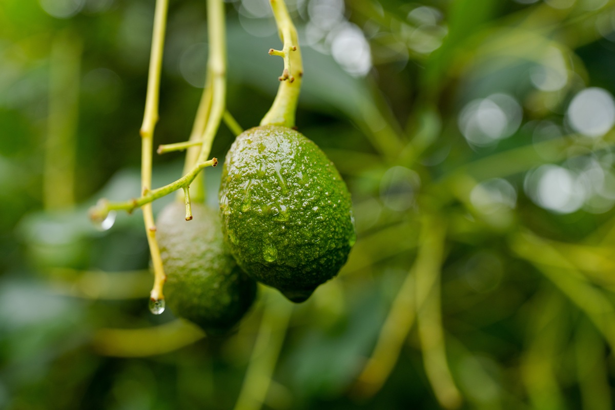 El aguacate mexicano tiene un gran futuro 3 El aguacate mexicano tiene un gran futuro