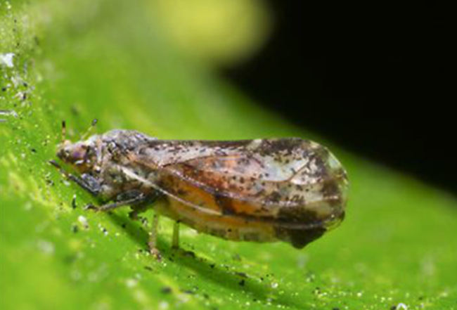 La Unión Europea revisa plagas prioritarias mientras el sector citrícola alerta por escaso financiamiento para sanidad vegetal 6 La Unión Europea revisa plagas prioritarias mientras el sector citrícola alerta por escaso financiamiento para sanidad vegetal