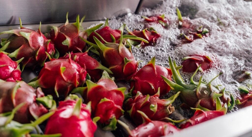 Tierra Suelta entra en la temporada de pitahaya con altos volúmenes para el retail