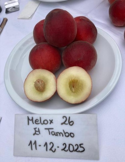 Melox 26: durazno de pulpa blanca con excelente sabor y larga vida poscosecha