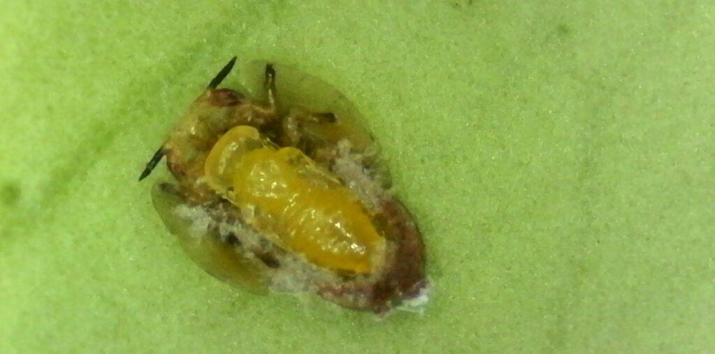 La Unión Europea revisa plagas prioritarias mientras el sector citrícola alerta por escaso financiamiento para sanidad vegetal