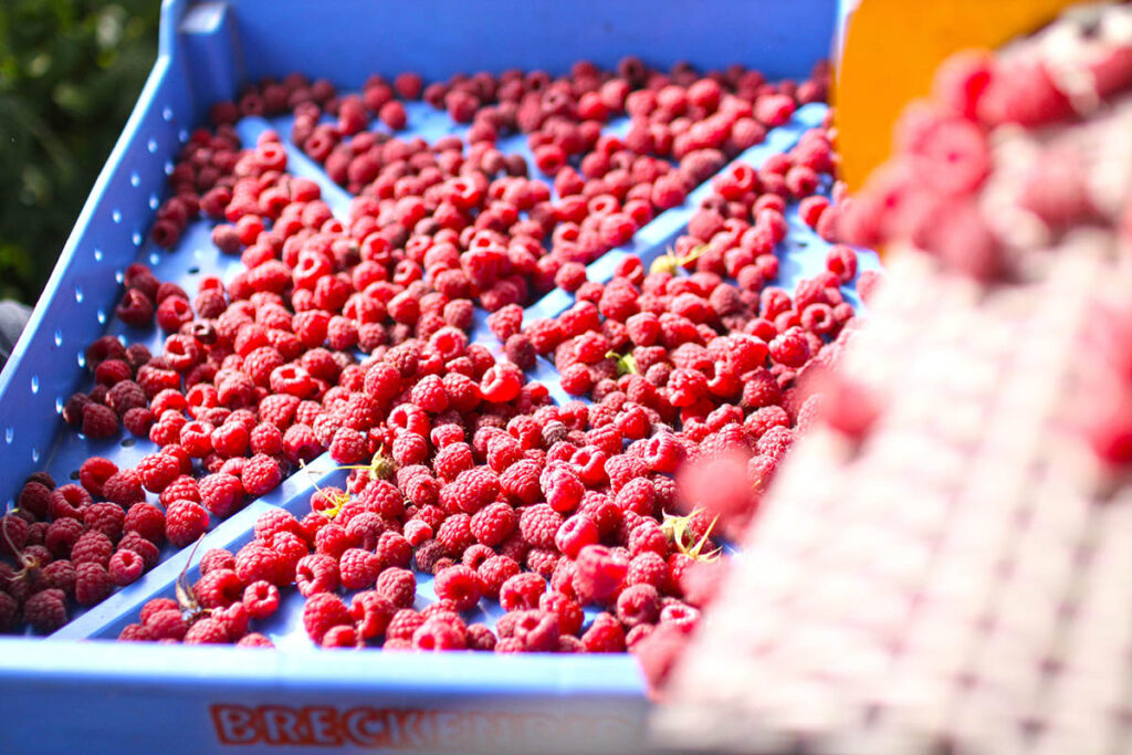 Revisión del T-MEC: productores de frambuesa de Washington declaran sobre el daño causado por importaciones de bajo costo desde México