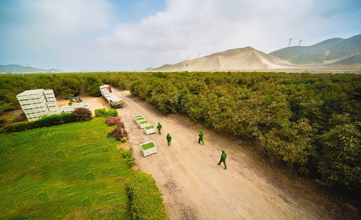 Westfalia Perú impulsa un modelo sostenible de agroexportación con foco en calidad, tecnología y alianzas con pequeños, medianos y grandes productores 3 Westfalia Perú impulsa un modelo sostenible de agroexportación con foco en calidad, tecnología y alianzas con pequeños, medianos y grandes productores