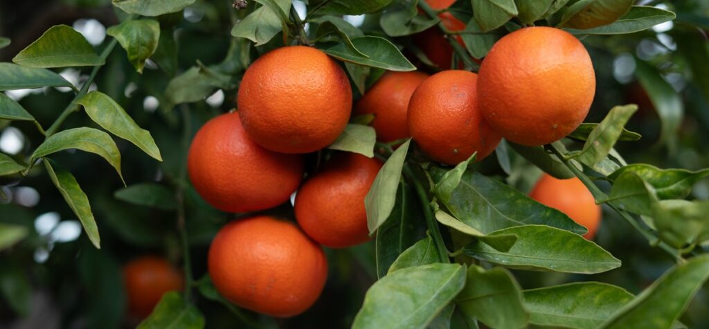 Las nuevas mandarinas premium de GENESIS FRESH brillan en Europa