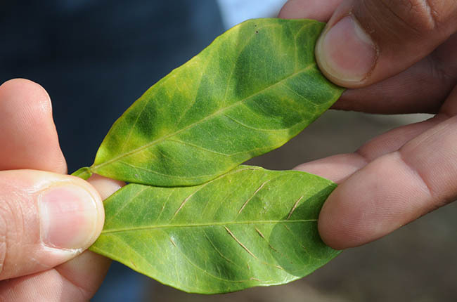 Cuando la negación cuesta millones: ¿el verdadero riesgo del cítrico en Latinoamérica?