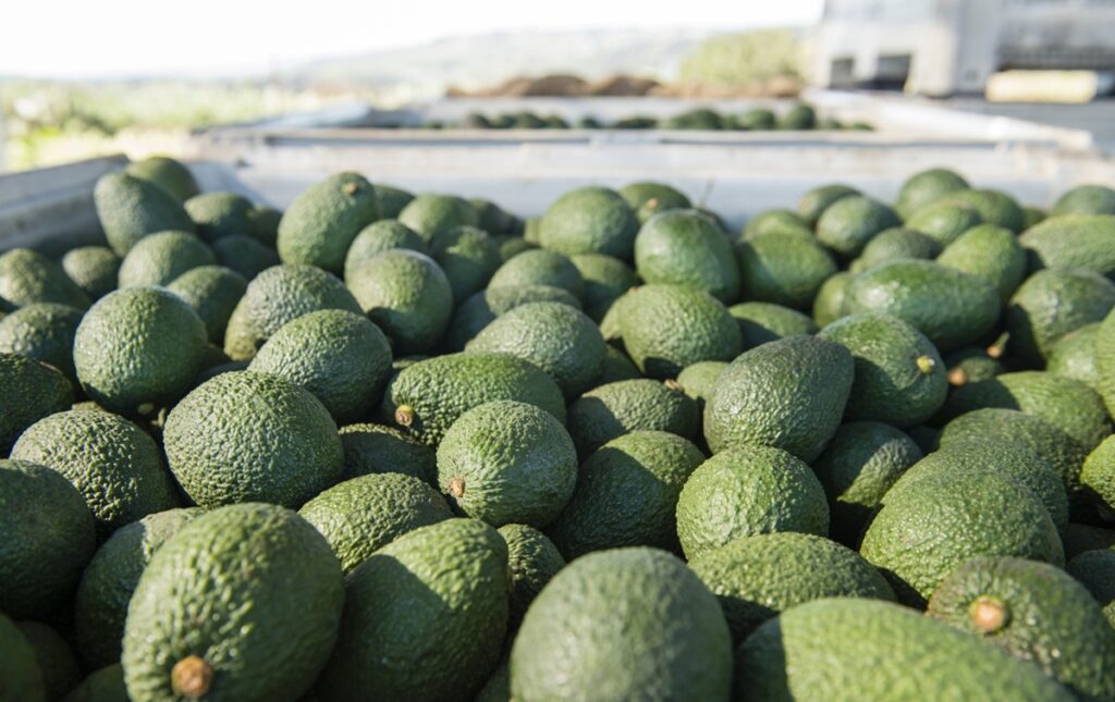 Aumenta la demanda: consumo de aguacate en EE.UU. alcanzaría un récord histórico en 2025