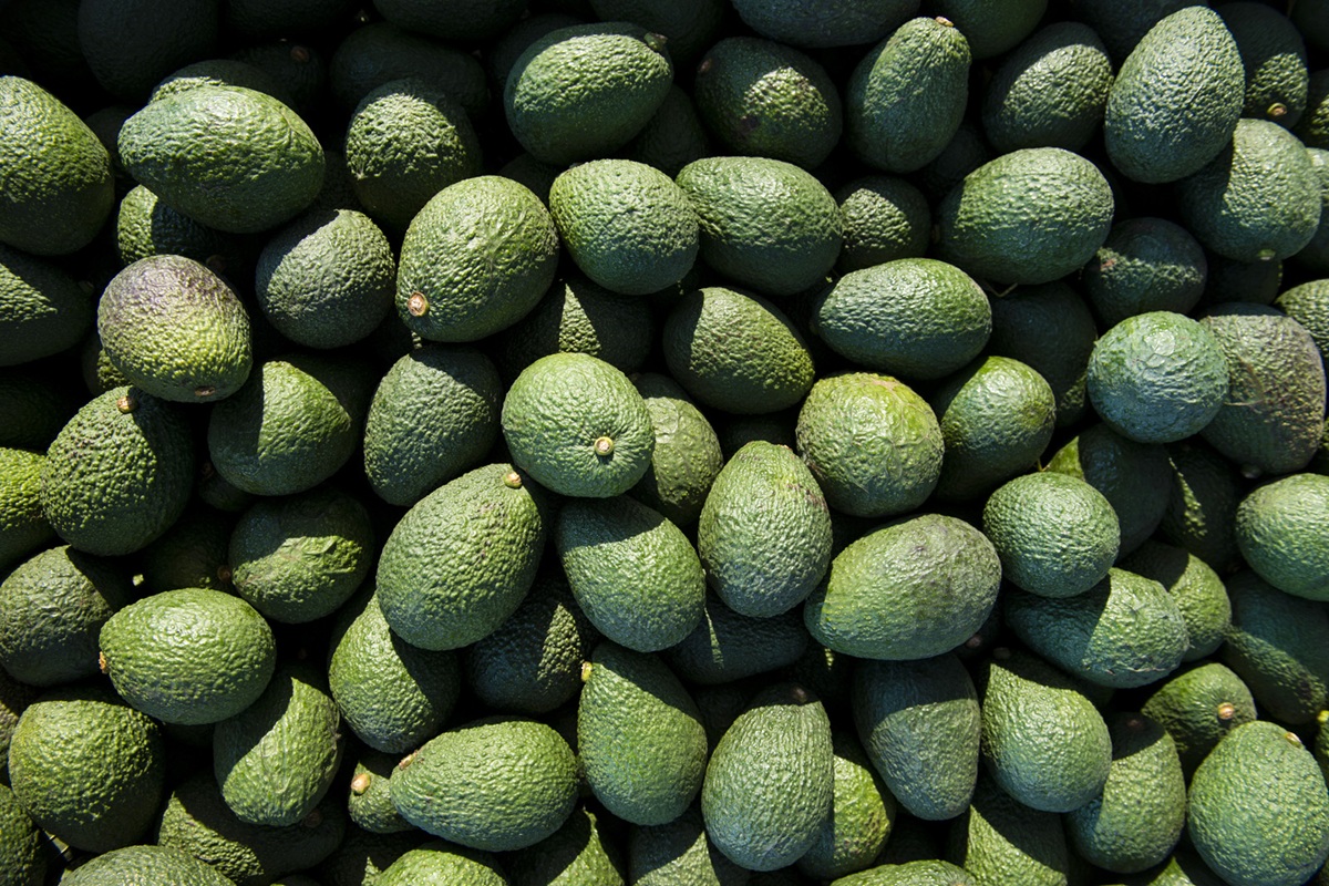 Aumenta la demanda: consumo de aguacate en EE.UU. alcanzaría un récord histórico en 2025