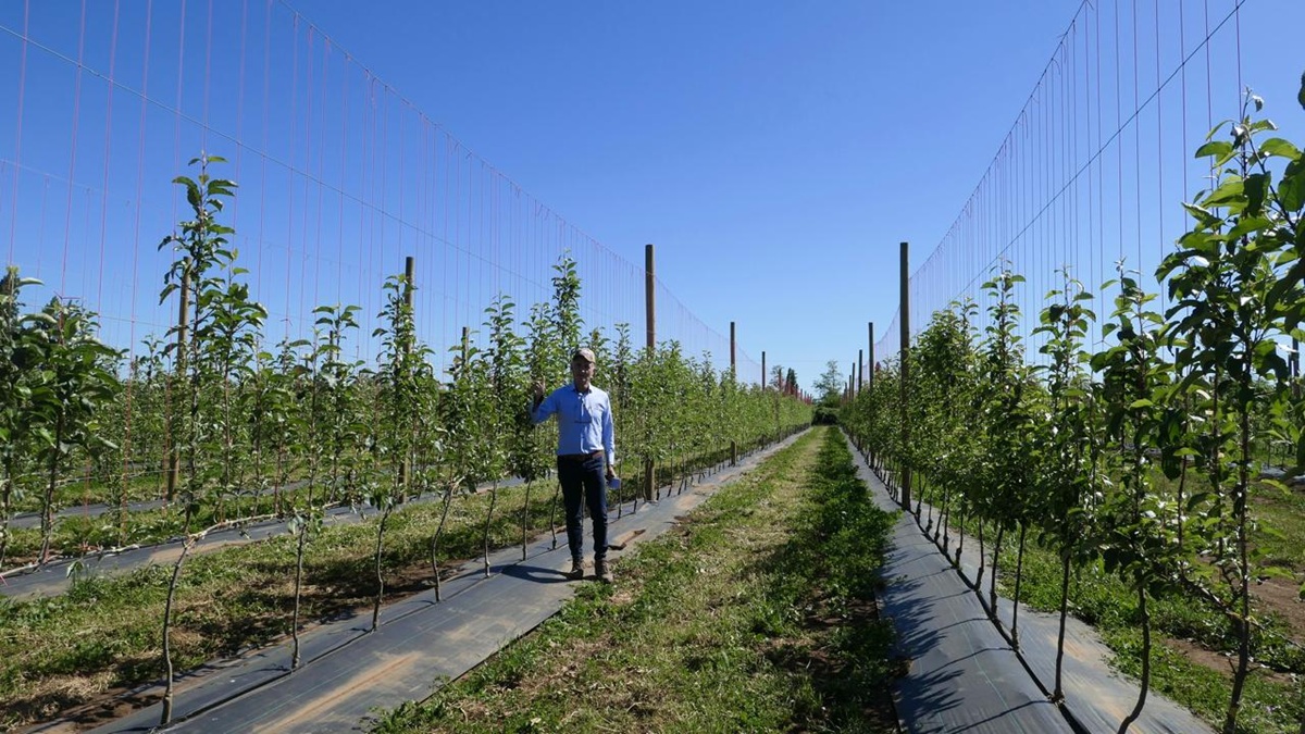 El cambio climático está reconfigurando la agricultura chilena 6 El cambio climático está reconfigurando la agricultura chilena