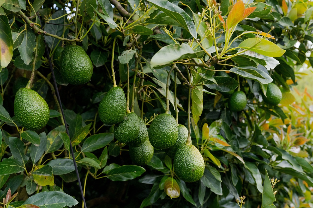 El aguacate mexicano tiene un gran futuro 6 El aguacate mexicano tiene un gran futuro