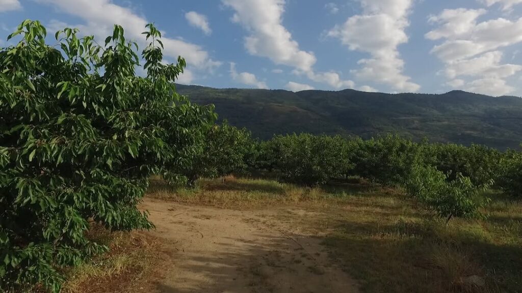 cerezas del jerte