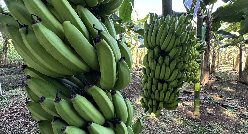 Costa Rica evalúa cultivares de banano resistentes a enfermedades para incorporarlos en su oferta comercial