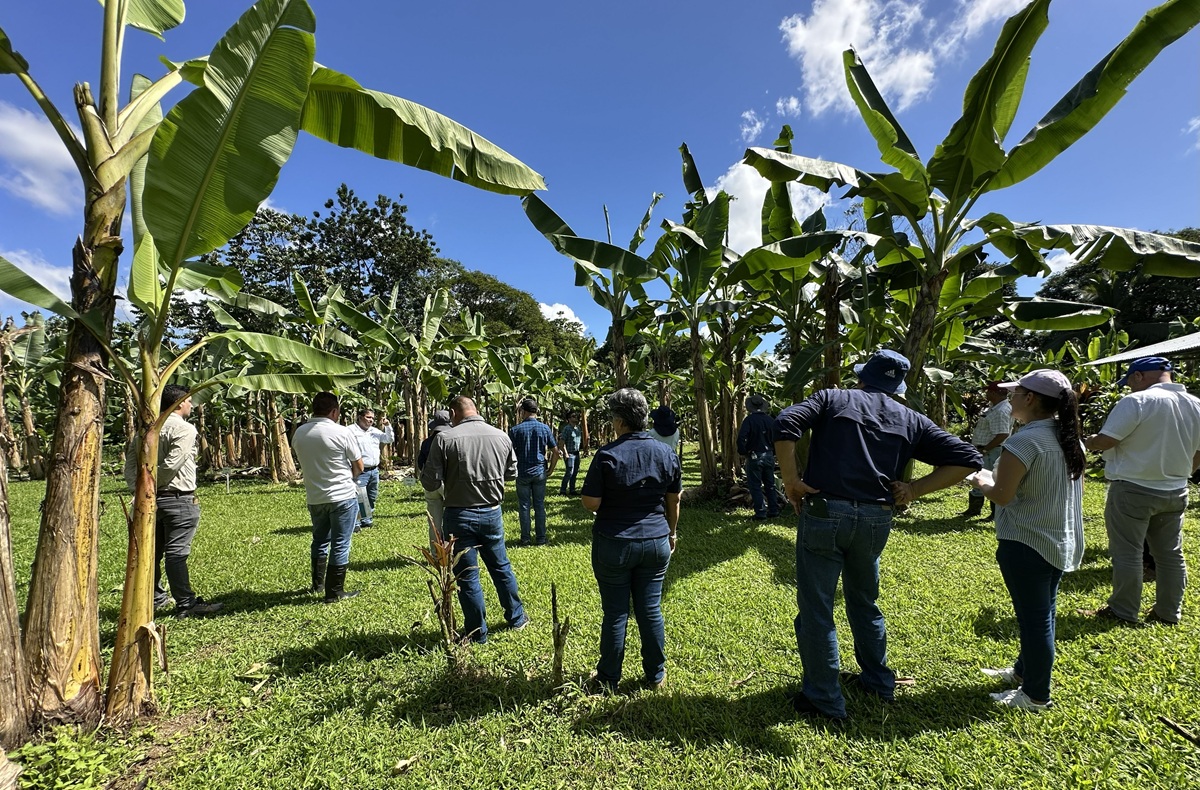 Costa Rica evalúa cultivares de banano resistentes a enfermedades para incorporarlos en su oferta comercial 3 Costa Rica evalúa cultivares de banano resistentes a enfermedades