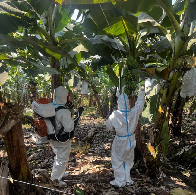 Bananas al límite: el clima y las enfermedades ponen a prueba el abastecimiento en Estados Unidos