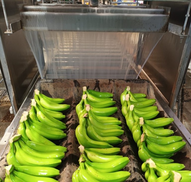 Bananas al límite: el clima y las enfermedades ponen a prueba el abastecimiento en Estados Unidos