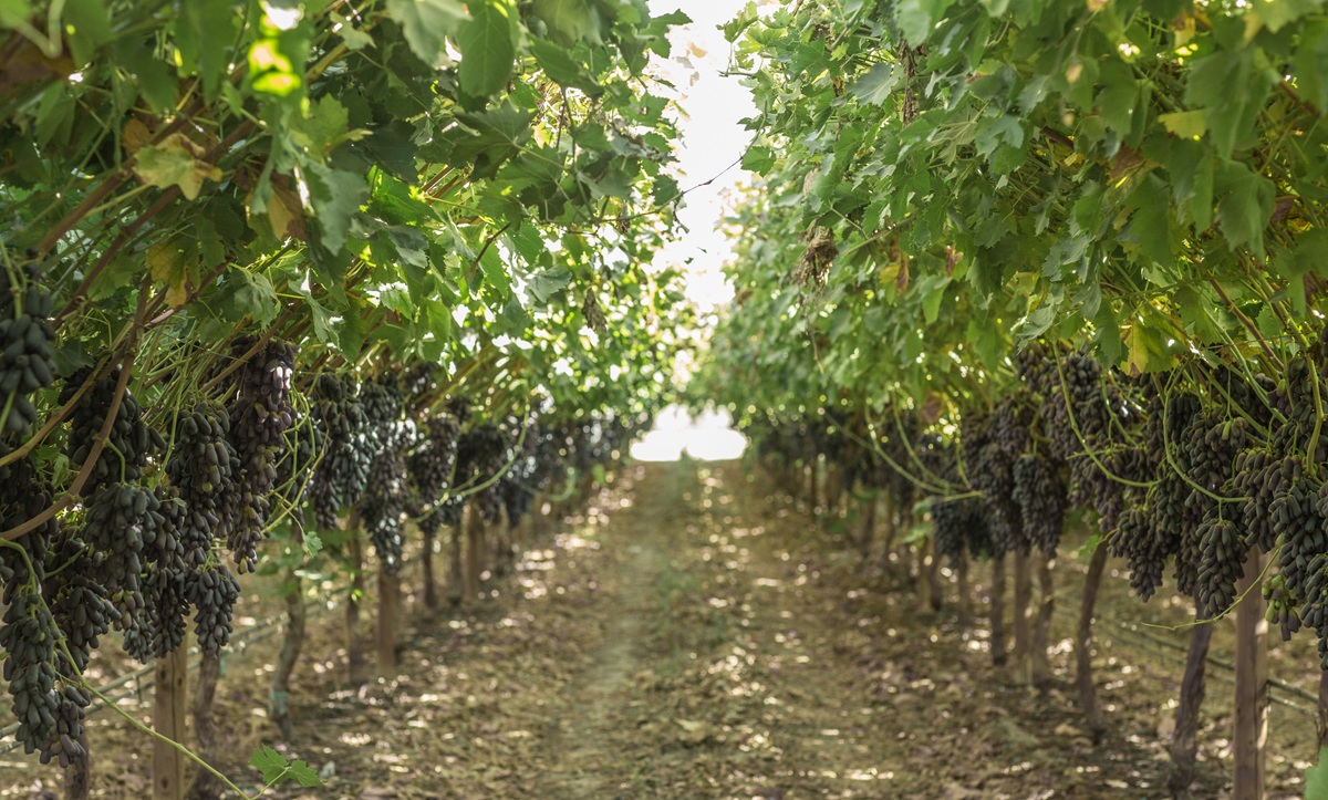 BLOOM FRESH logra una victoria decisiva para una de sus variedades en China