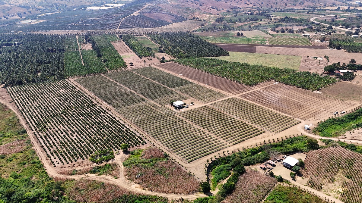 Tierra Suelta entra en la temporada de pitahaya con altos volúmenes para el retail