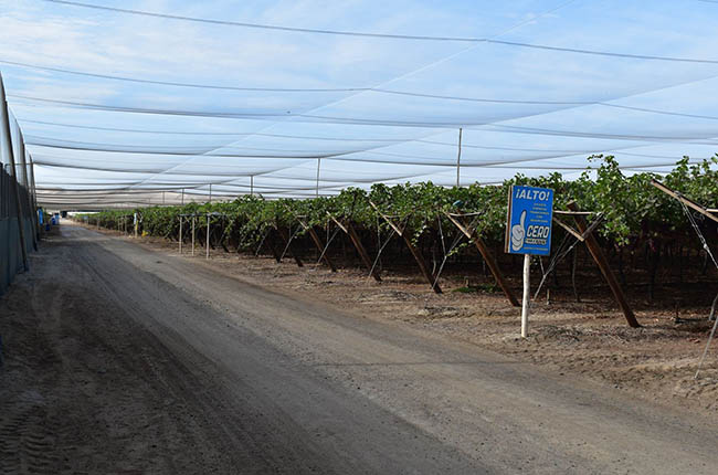 Unifrutti planta Safco