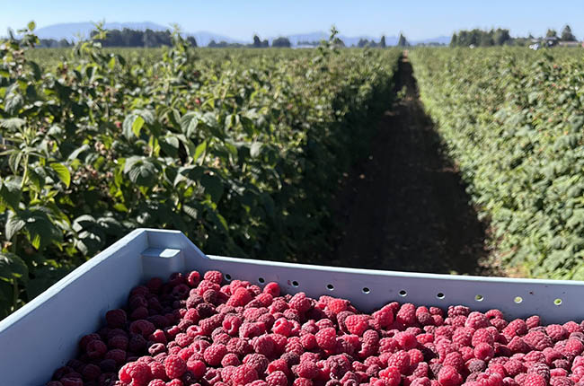 Revisión del T-MEC: productores de frambuesa de Washington declaran sobre el daño causado por importaciones de bajo costo desde México