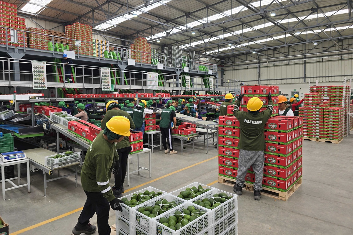 Westfalia Perú impulsa un modelo sostenible de agroexportación con foco en calidad, tecnología y alianzas con pequeños, medianos y grandes productores 6 Westfalia Perú impulsa un modelo sostenible de agroexportación con foco en calidad, tecnología y alianzas con pequeños, medianos y grandes productores