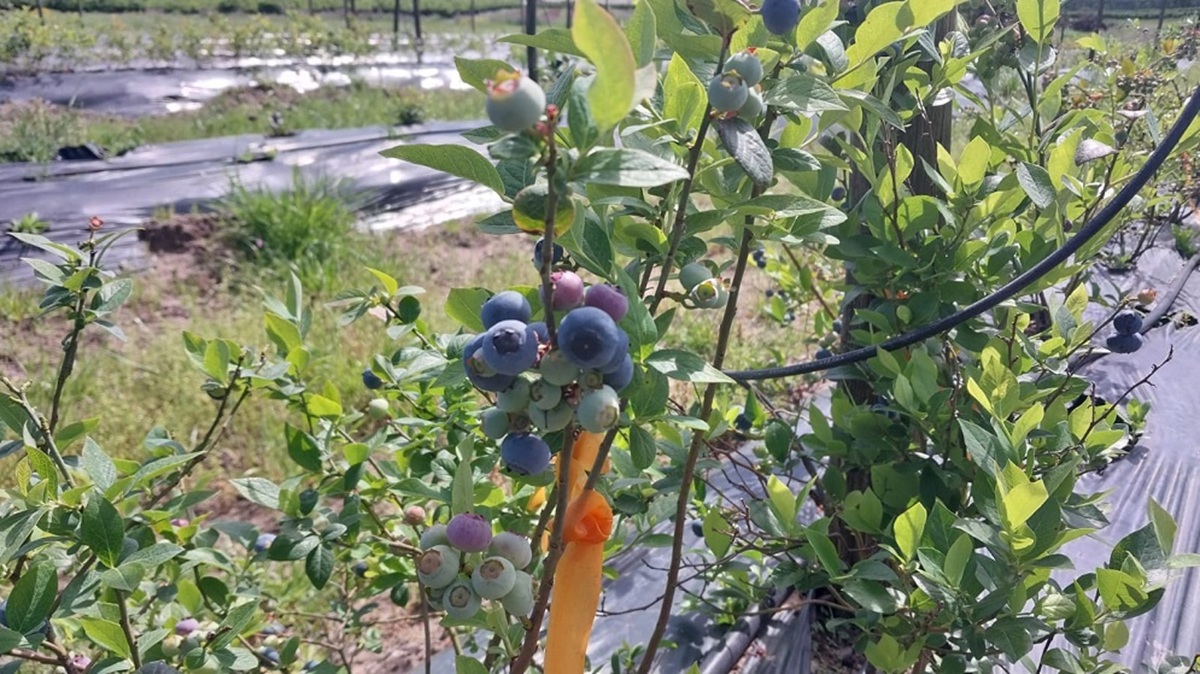 Científicos argentinos revelan aspectos clave de la reproducción del arándano y abren nuevas oportunidades productivas 3 Científicos argentinos revelan aspectos clave de la reproducción del arándano y abren nuevas oportunidades productivas