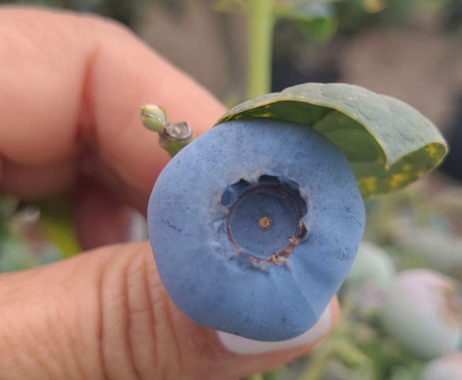 Industria de arándanos chilenos consolida el recambio varietal y proyecta 161.500 toneladas para esta temporada