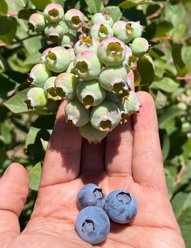 Renovación varietal 2025 de arándanos High Chill en Chile y el veloz avance del "Payback" asociado 6 Renovación varietal 2025 de arándanos High Chill en Chile y el veloz avance del "Payback" asociado