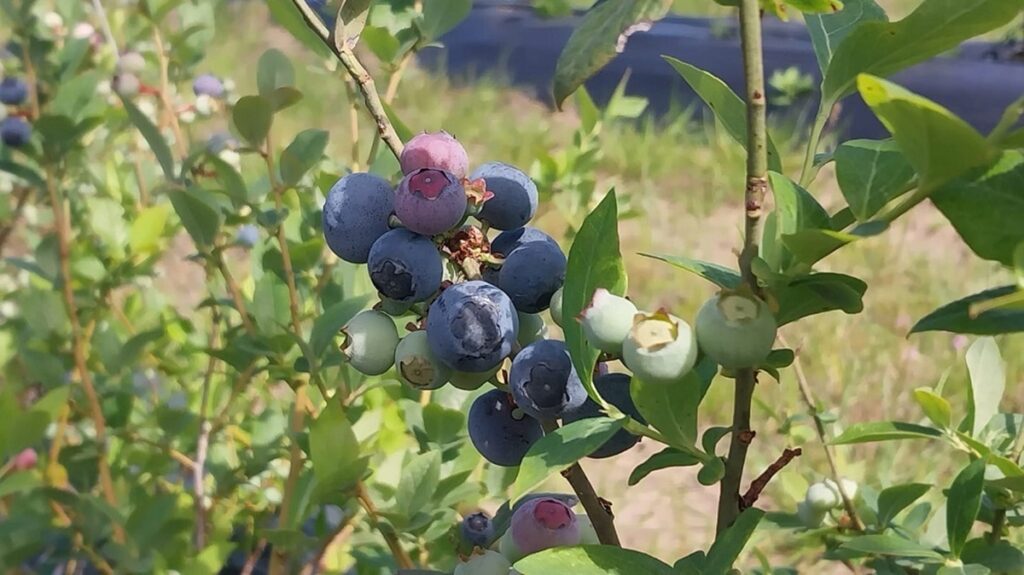 Científicos argentinos revelan aspectos clave de la reproducción del arándano y abren nuevas oportunidades productivas