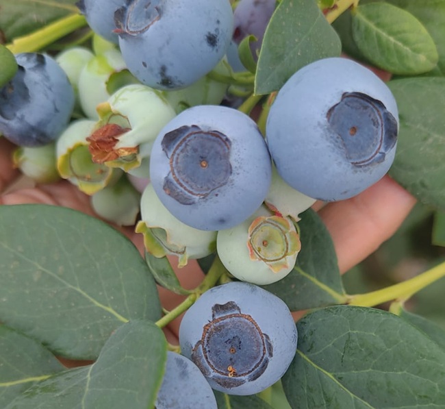 Industria de arándanos chilenos consolida el recambio varietal y proyecta 161.500 toneladas para esta temporada