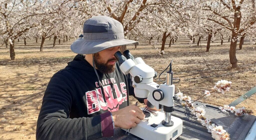 Revolución en la polinización: tecnología de polen líquido promete hasta un 20% más de producción