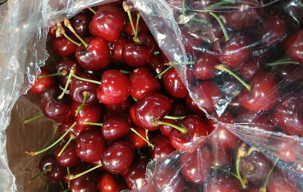 Cerezas en Argentina: Mendoza avanza en la reconversión productiva con material genético de alto nivel