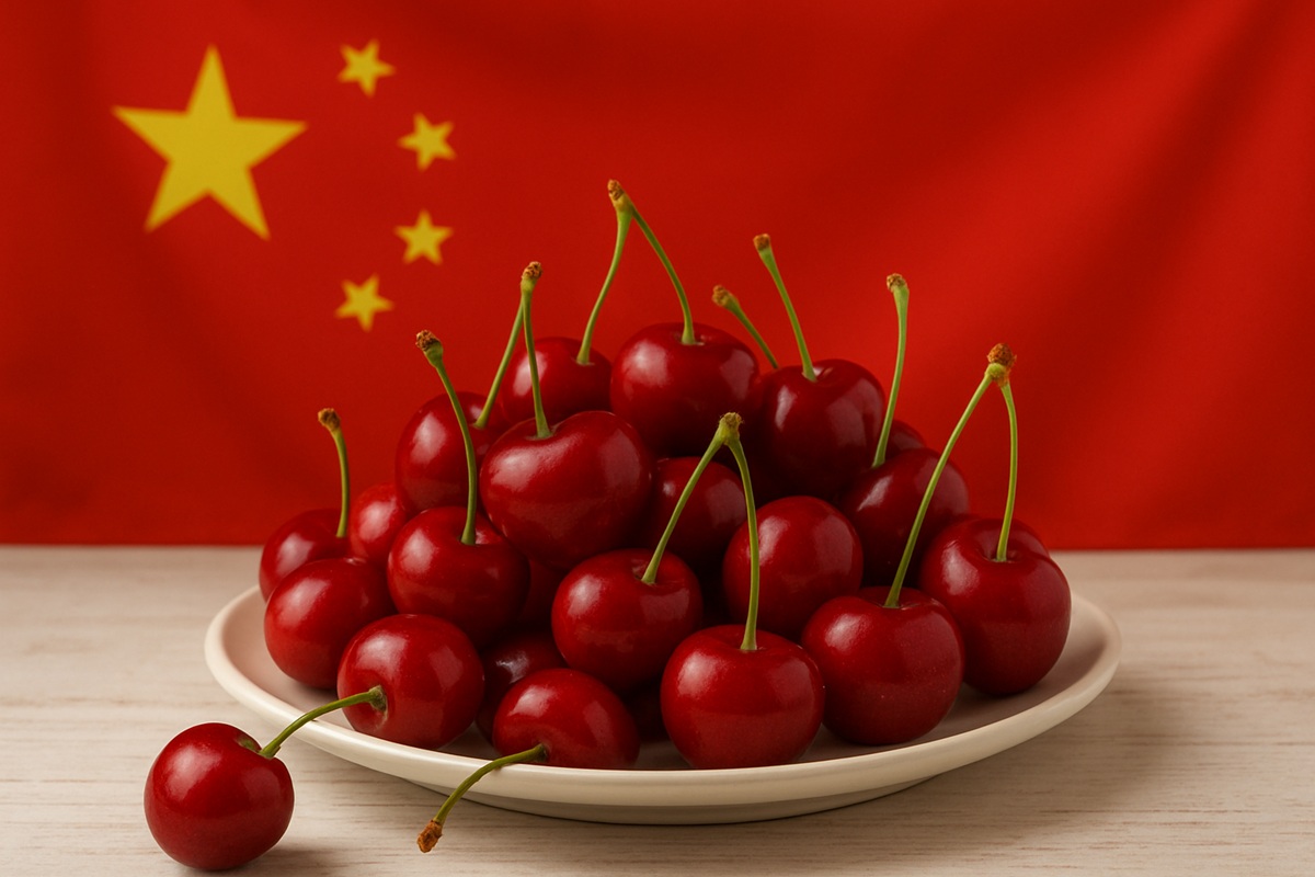 Fedefruta proyecta un menor volumen de cerezas chilenas para la presente temporada.