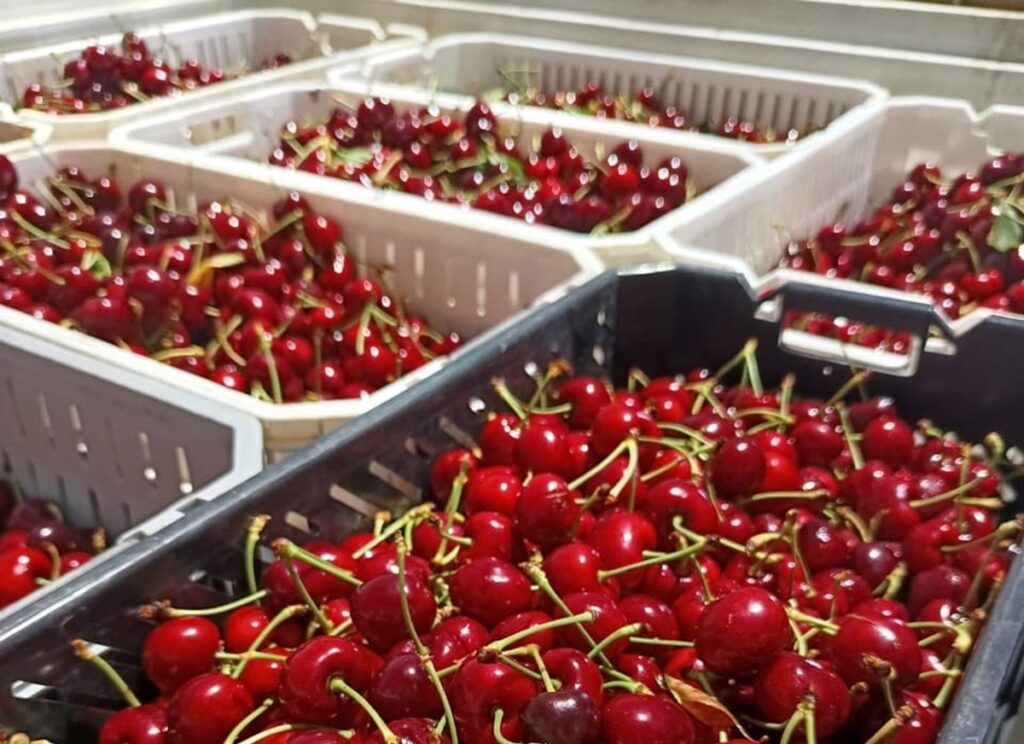 Cosecha de cerezas de Copefrut destaca por altos estándares en plena temporada