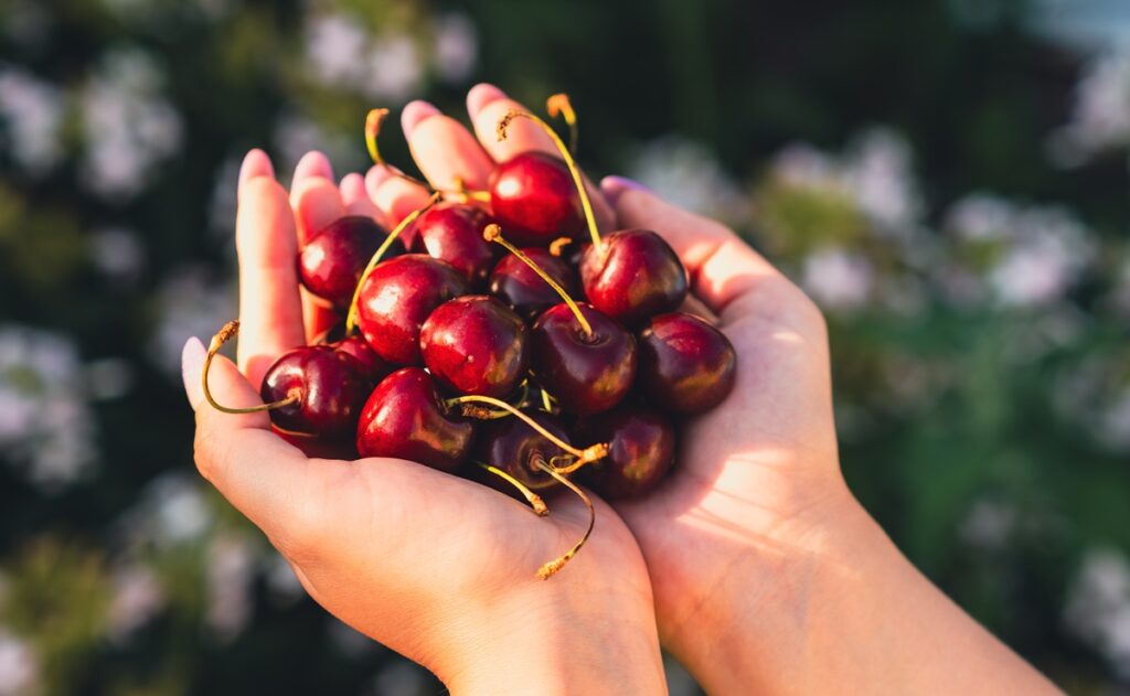 Garces Fruit obtiene en China la primera certificación de Bajo Índice Glicémico para cerezas chilenas