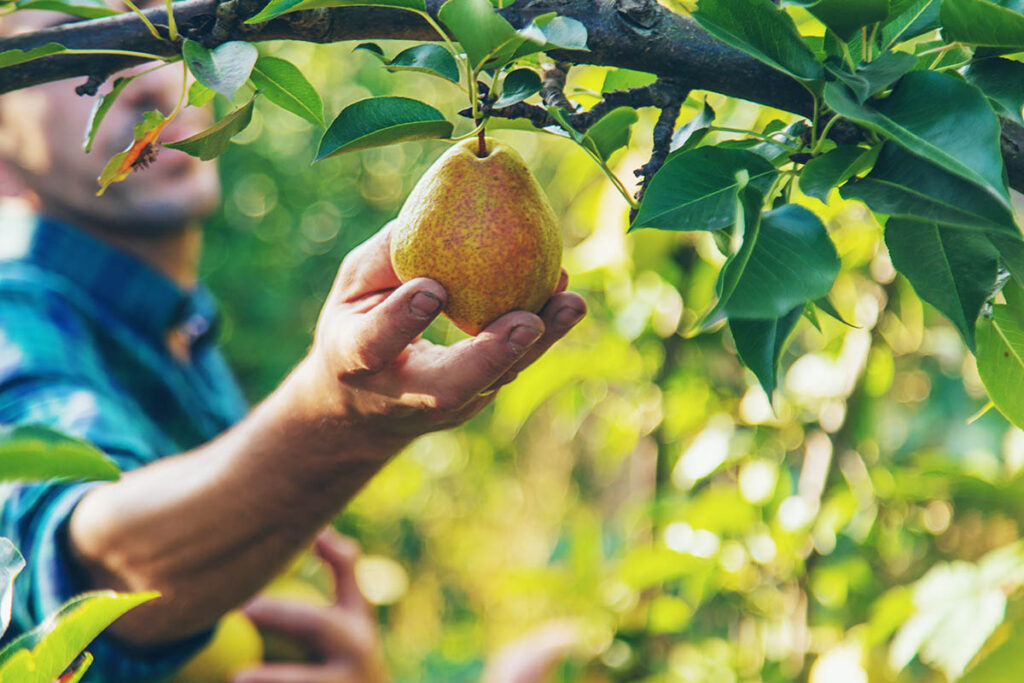 Productores de pera de California buscan alivio comercial de la USTR ante el aumento de importaciones argentinas