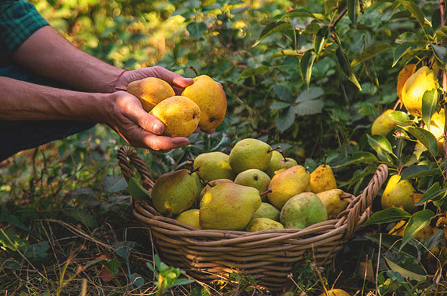 Productores de pera de California buscan alivio comercial de la USTR ante el aumento de importaciones argentinas