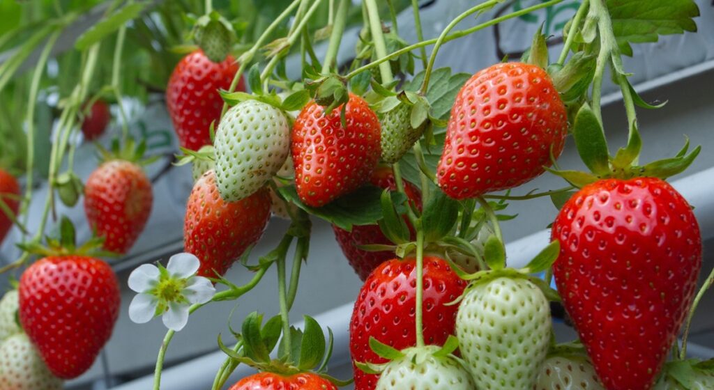 La fresa Demoiselle de Planasa recibe el Premio SIVAL Innovación de Oro en la categoría de Innovación Varietal