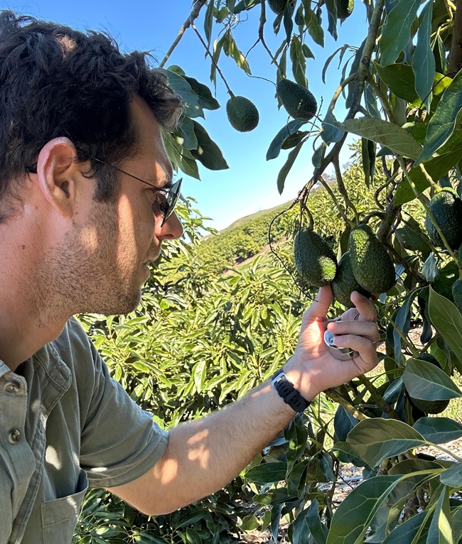 Revolución en la polinización: tecnología de polen líquido promete hasta un 20% más de producción