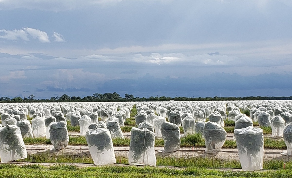 La Unión Europea revisa plagas prioritarias mientras el sector citrícola alerta por escaso financiamiento para sanidad vegetal 3 La Unión Europea revisa plagas prioritarias mientras el sector citrícola alerta por escaso financiamiento para sanidad vegetal