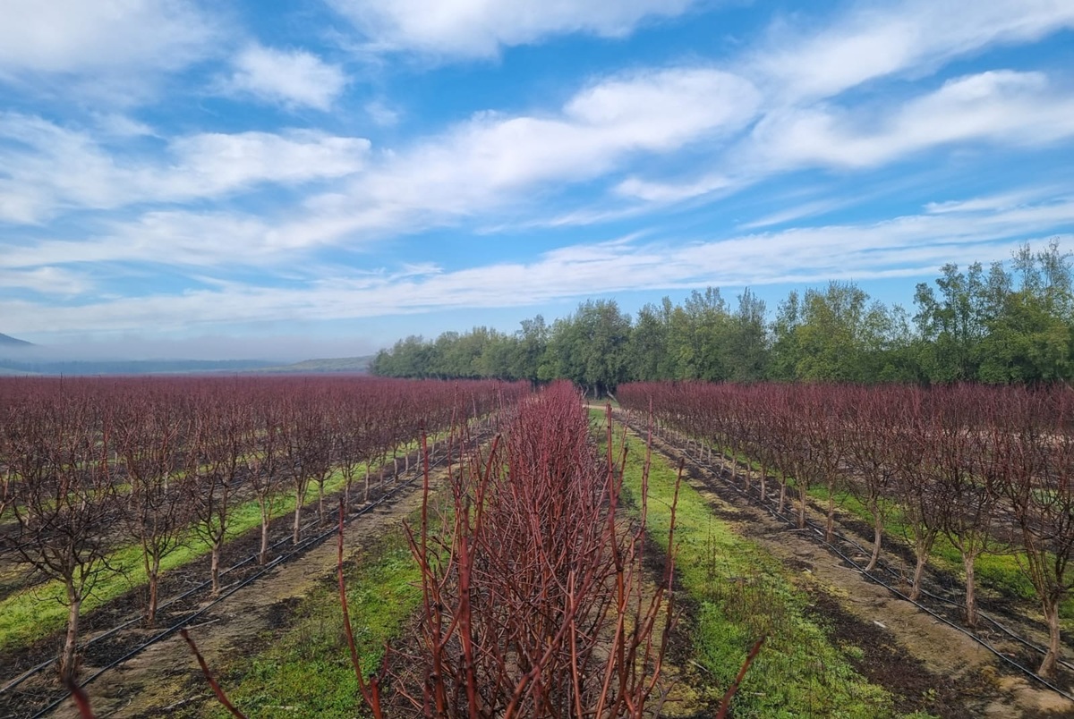 El cambio climático está reconfigurando la agricultura chilena 3 El cambio climático está reconfigurando la agricultura chilena
