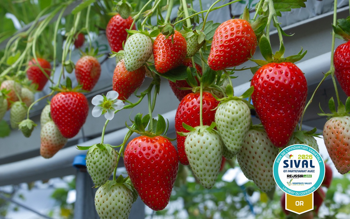 La fresa Demoiselle de Planasa recibe el Premio SIVAL Innovación de Oro en la categoría de Innovación Varietal