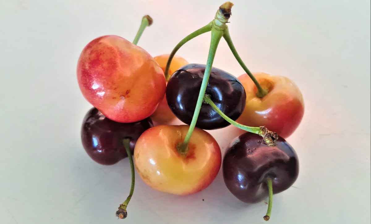 INIA impulsa dos proyectos para mejorar la competitividad del cerezo en Chile