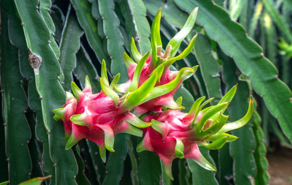 Ecuador recupera el acceso al mercado peruano para la pitahaya