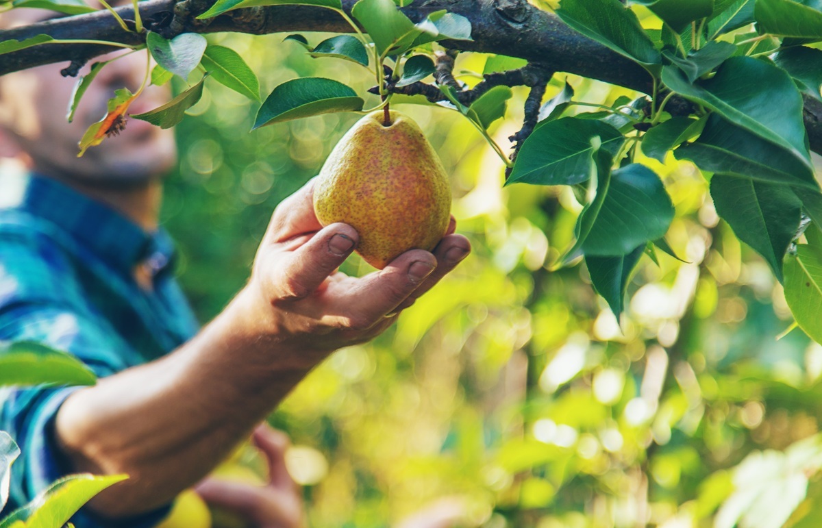 Cosecha de peras en EE.UU. finaliza con un importante aumento en la producción respecto al año anterior