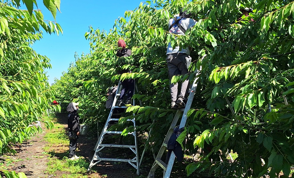 Cosecha de cerezas de Copefrut destaca por altos estándares en plena temporada